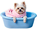Pet's Food